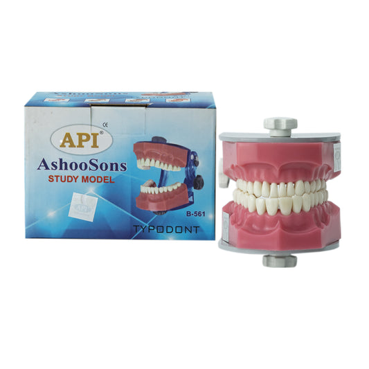API Jaw Set B-561 | Typodont Practice Model for Dental Training