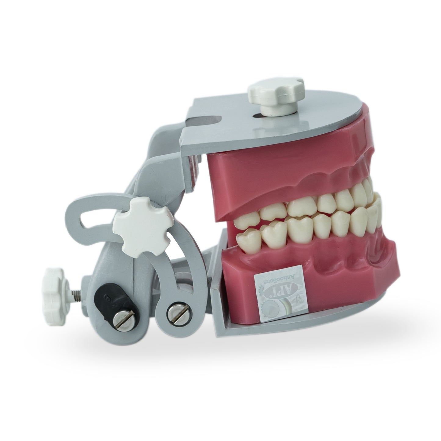 API Jaw Set B-561 | Typodont Practice Model for Dental Training