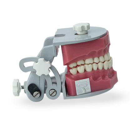 API Jaw Set B-561 | Typodont Practice Model for Dental Training