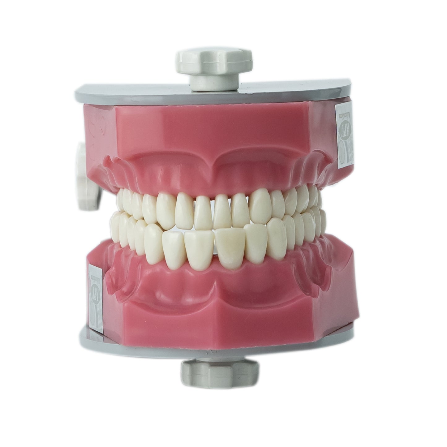 API Jaw Set B-561 | Typodont Practice Model for Dental Training