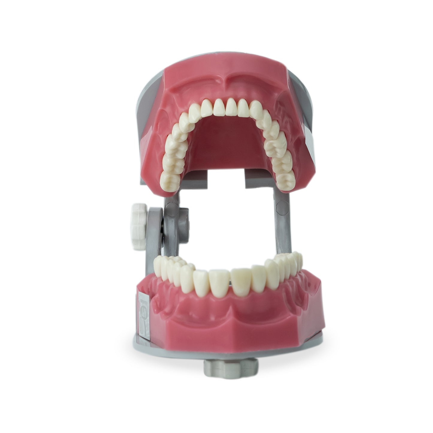 API Jaw Set B-561 | Typodont Practice Model for Dental Training
