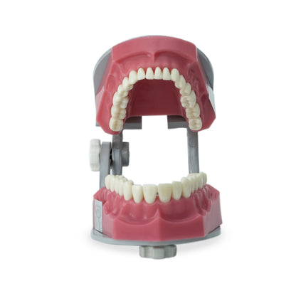 API Jaw Set B-561 | Typodont Practice Model for Dental Training