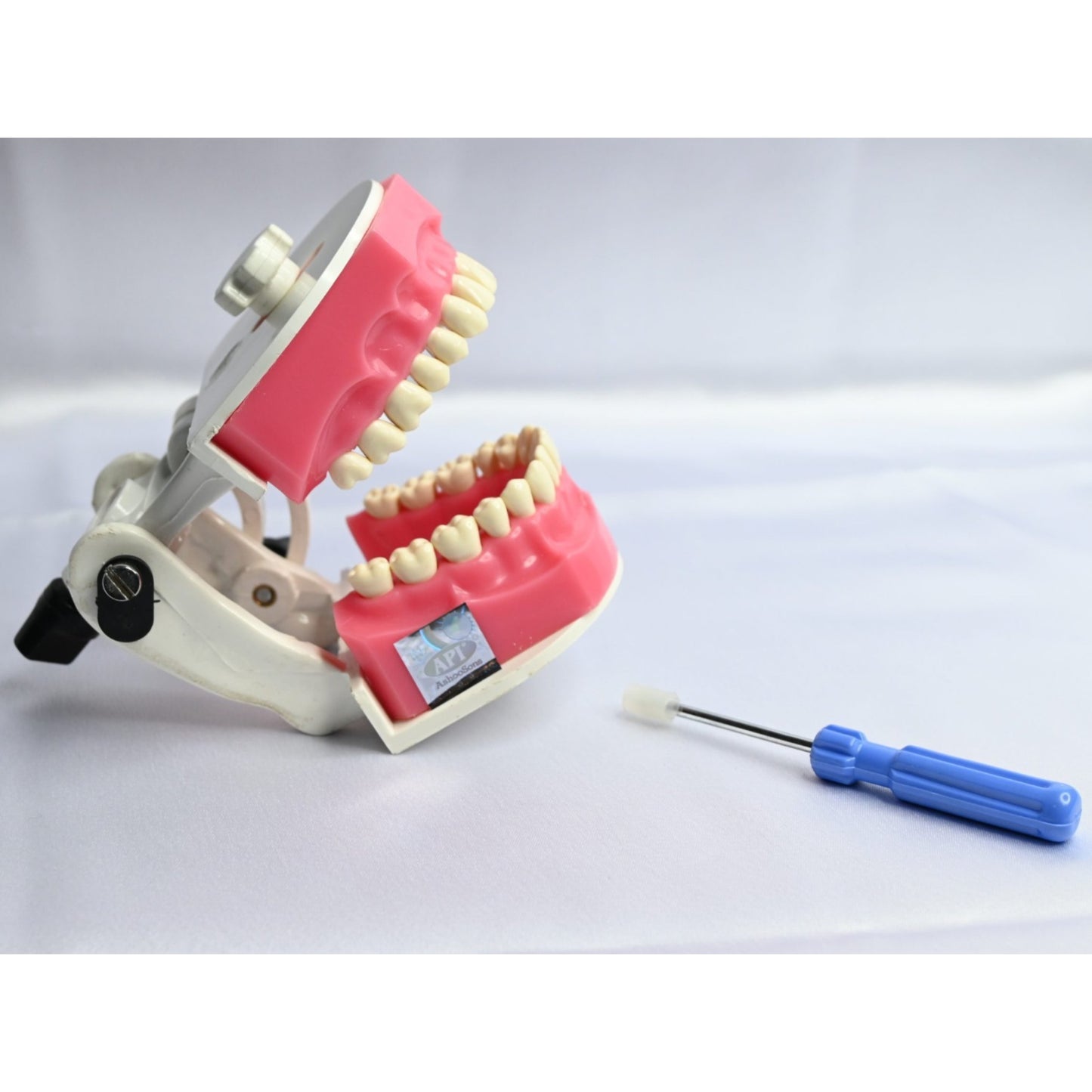 API Jaw Set B-561 | Typodont Practice Model for Dental Training