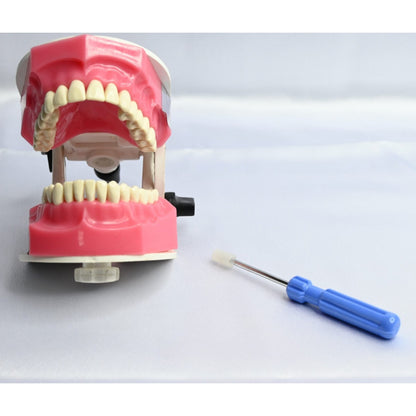 API Jaw Set B-561 | Typodont Practice Model for Dental Training