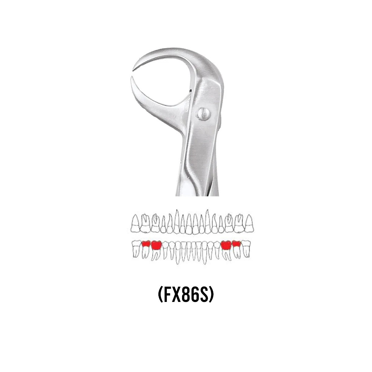 GDC Extraction Forceps Lower Molars FX86S | 86 Standard