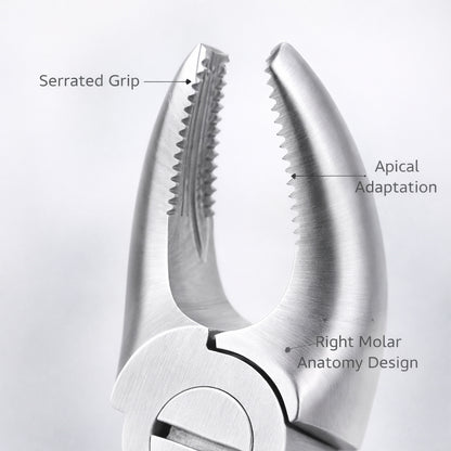 GDC Extraction Forceps Upper Molars Right FX17S | 17 Standard